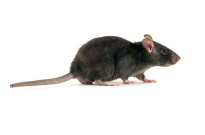 Rat noir (Rattus rattus) 