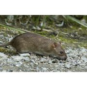 Rat Brun (Rattus norvegicus)