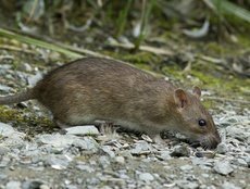 Rat Brun (Rattus norvegicus)