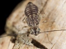 Psoques (psocoptera)